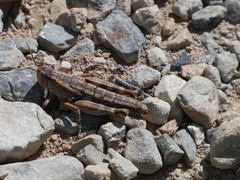 Catantopinae