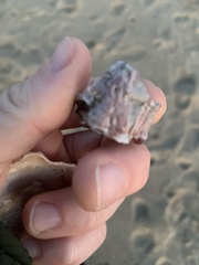 Megabalanus californicus