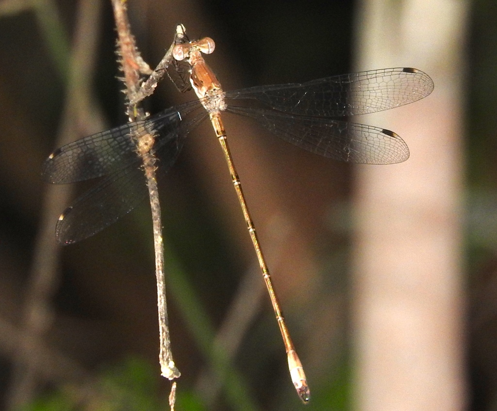 Chalky Spreadwing