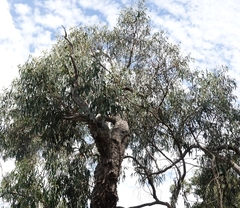 Eucalyptus goniocalyx