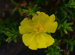 Hibbertia serpyllifolia
