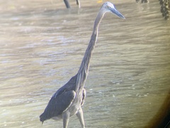 Ardea sumatrana