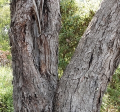 Eucalyptus goniocalyx
