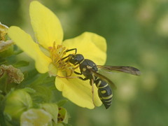 Parancistrocerus