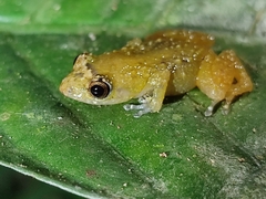 Diasporus diastema