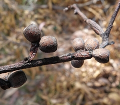 Eucalyptus goniocalyx