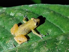 Diasporus diastema