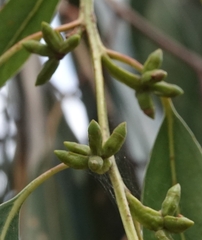 Eucalyptus goniocalyx