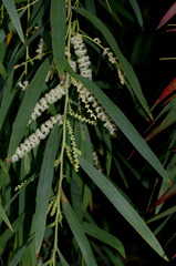 Acacia courtii