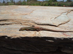 Gerrhosaurus flavigularis