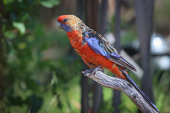 Platycercus elegans adelaidae