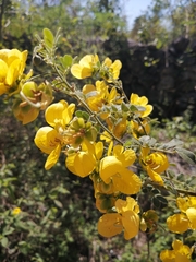 Senna pallida