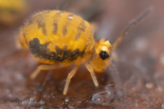 Sminthurinus