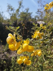 Senna pallida