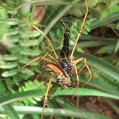 Nephila kuhli