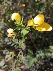Senna pallida