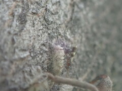 Gelis tenellus