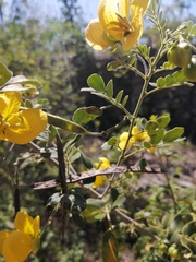 Senna pallida