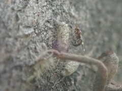Gelis tenellus