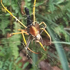 Nephila kuhli