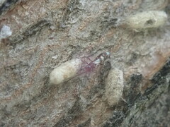 Gelis tenellus