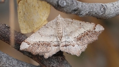 Dissomorphia australiaria