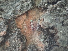 Gelis tenellus