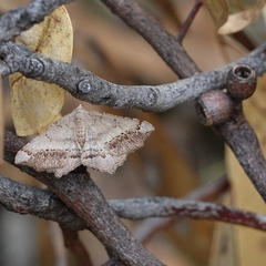 Dissomorphia australiaria