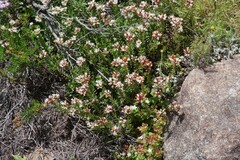 Crassula dependens