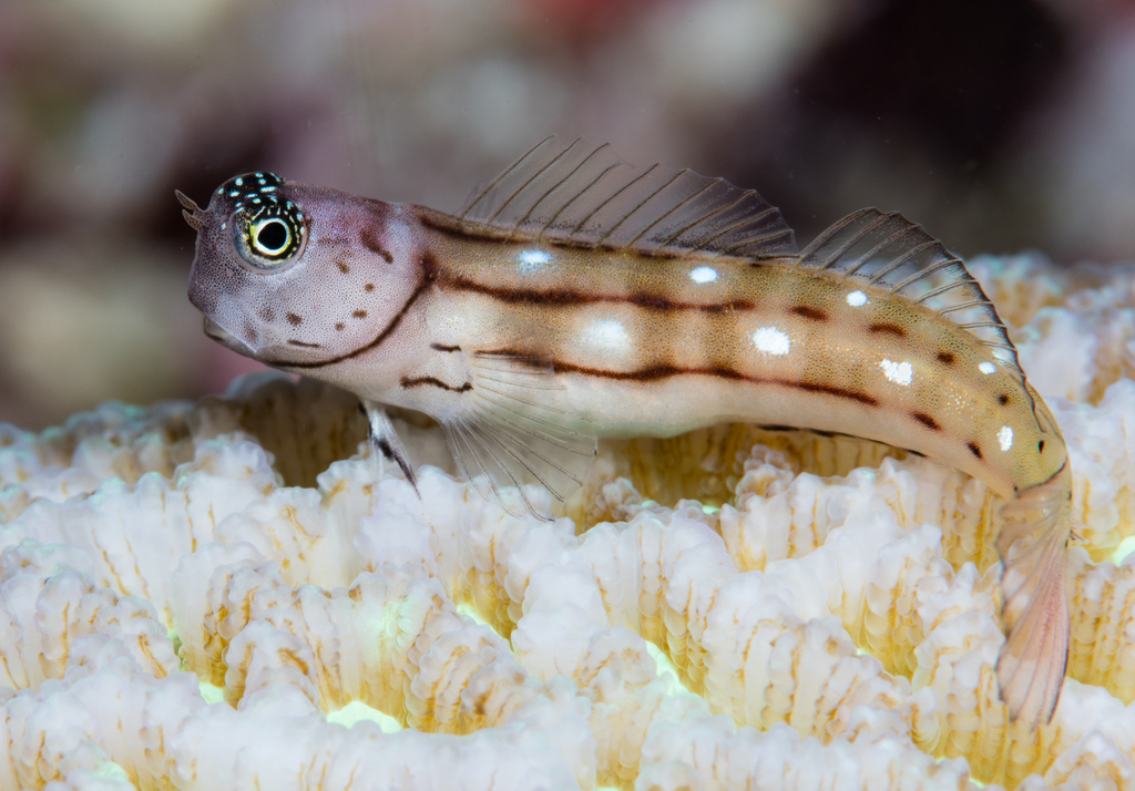 Three-Lined Blenny