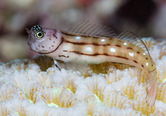 Three-Lined Blenny photo 1
