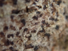 Arthonia radiata