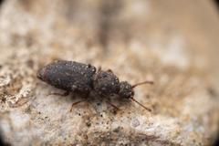 Monotominae