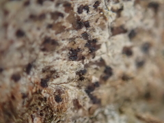 Arthonia radiata