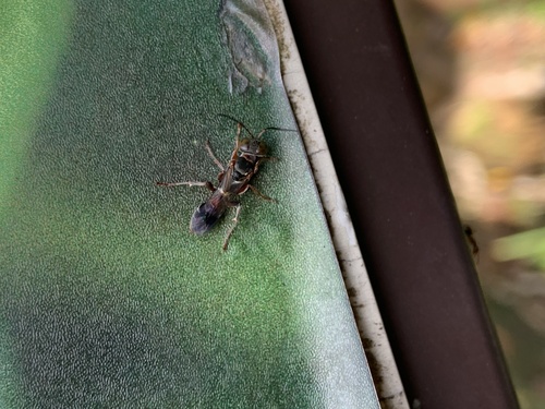 Dicranorhina observed 2023-02-16