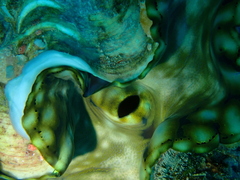 Tridacna squamosa