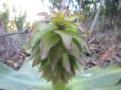Eucomis regia