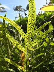 Polypodiaceae