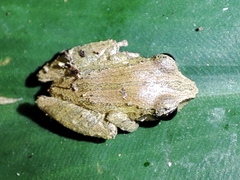 Pristimantis cruentus