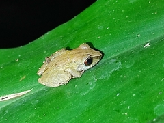 Pristimantis cruentus