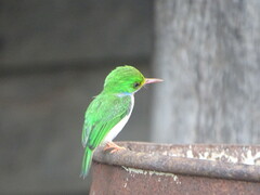 Todus multicolor