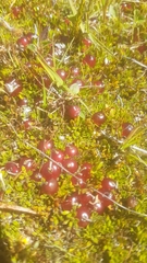 Coprosma atropurpurea