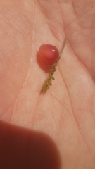 Coprosma atropurpurea