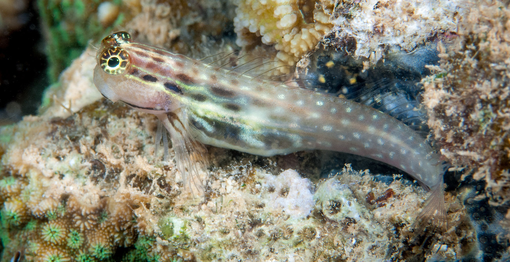 Palespotted Combtooth Blenny