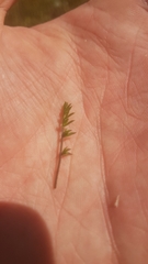 Coprosma atropurpurea