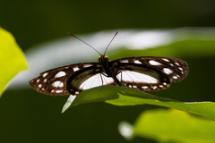 Phaedyma shepherdi