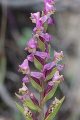 Disperis tysonii