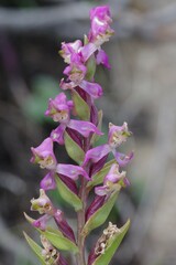 Disperis tysonii