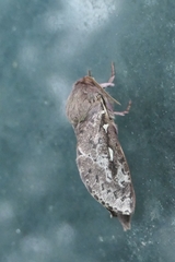 Wiseana cervinata