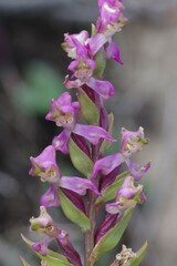 Disperis tysonii